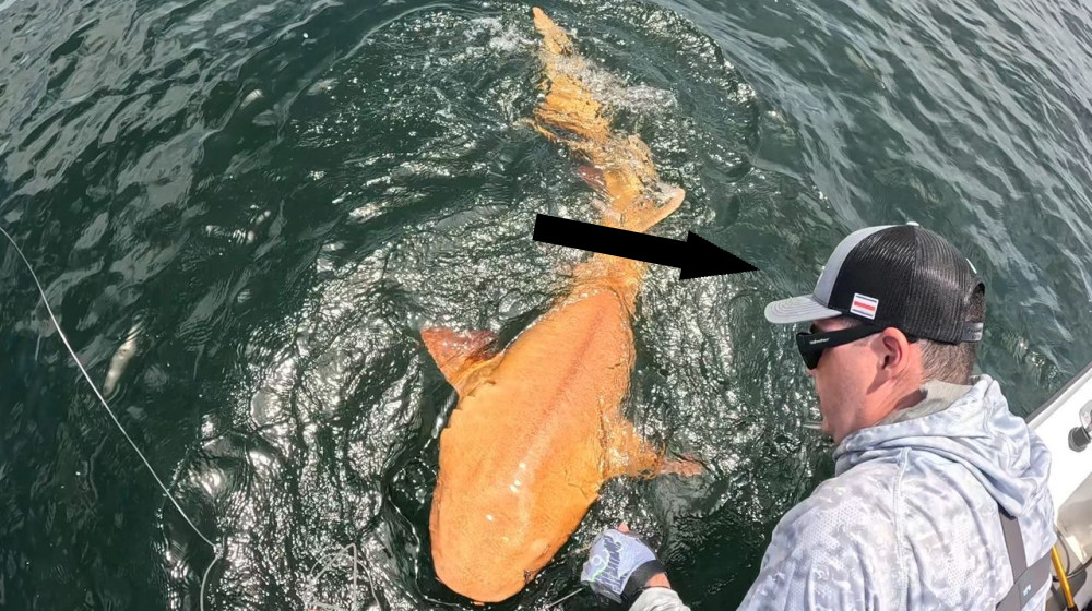  Fishers discover first-of-its-kind bright orange shark with two rare conditions in Caribbean 