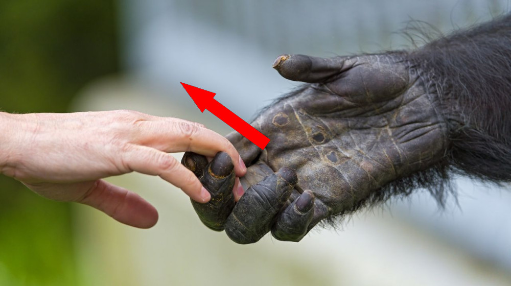  Do humans and chimps really share nearly 99% of their DNA? 