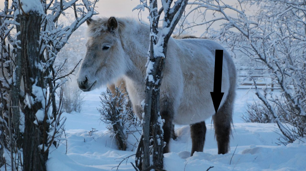  How the mystery origins of hairy little Yakutian horses were uncovered in Siberia's 'gateway to the underworld' 