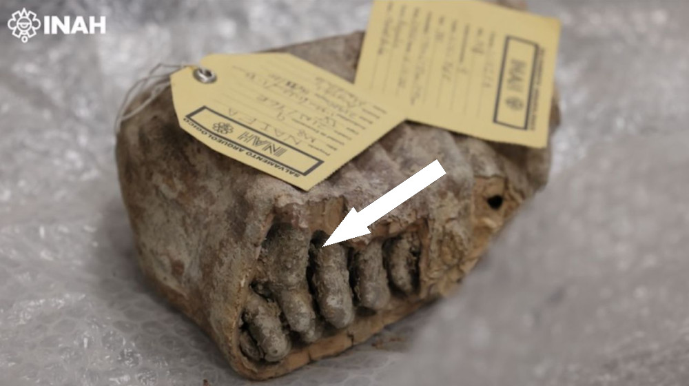  Ancient DNA from Mexico's mammoths reveals unexpected — and unexplained — genetic mysteries  