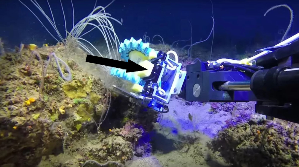 Роборука-убийца напала на настоящих крабов в борьбе за самцов