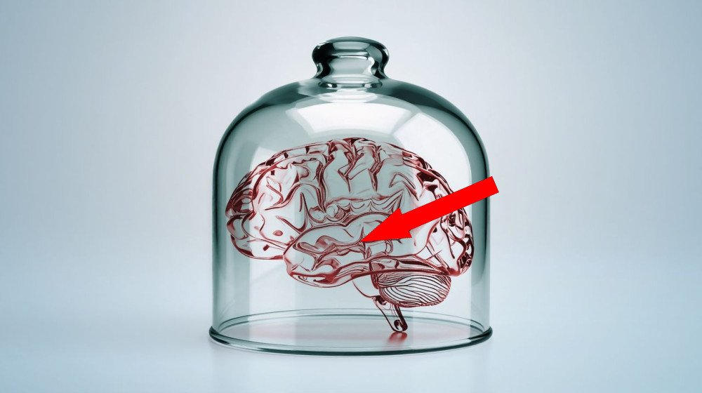 Маленькие «мозги» в лаборатории могут стать сознательными и испытывать боль — и мы к этому не готовы