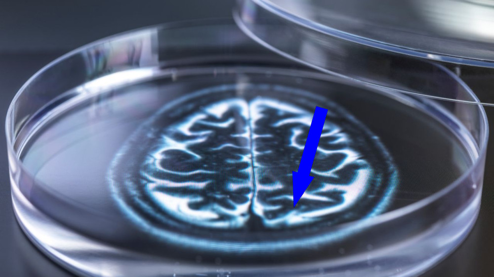 Маленькие разумные куклы или новые этические вызовы в исследовании искусственных мозгов