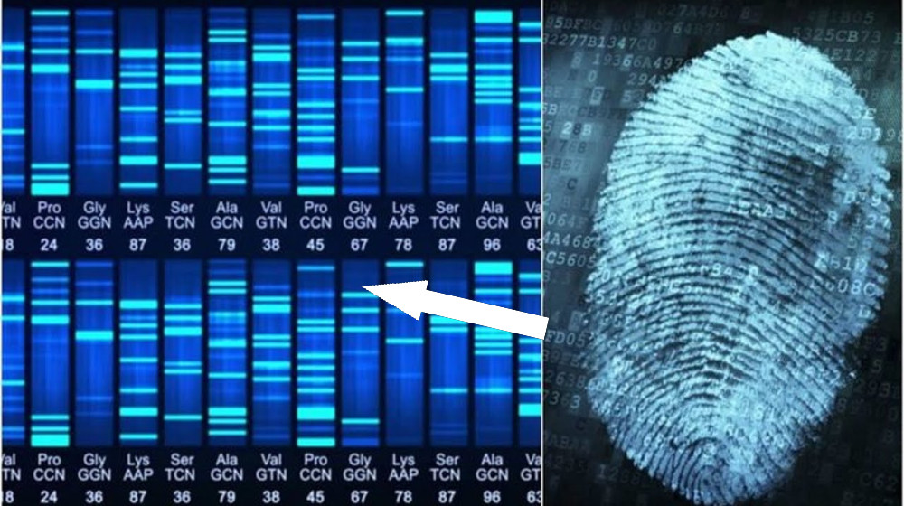  How is DNA used to identify victims of mass disasters? 