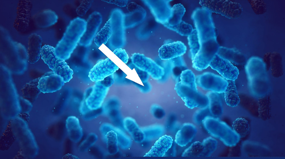  Our gut bacteria can absorb and remove toxic 'forever chemicals' — at least in lab mice 