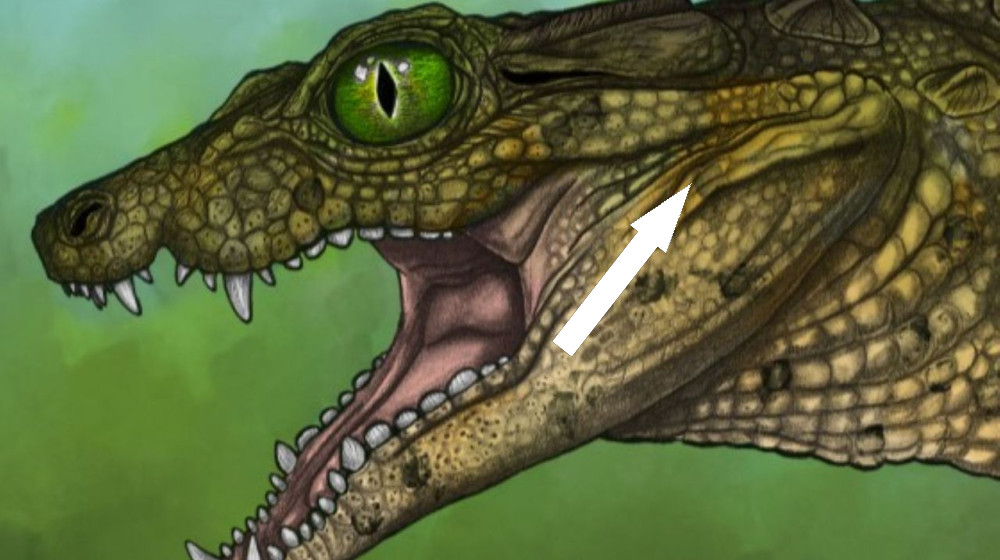  95 million-year-old 'tiny, tiny skull' from never-before-seen crocodile-like creature discovered in Montana 