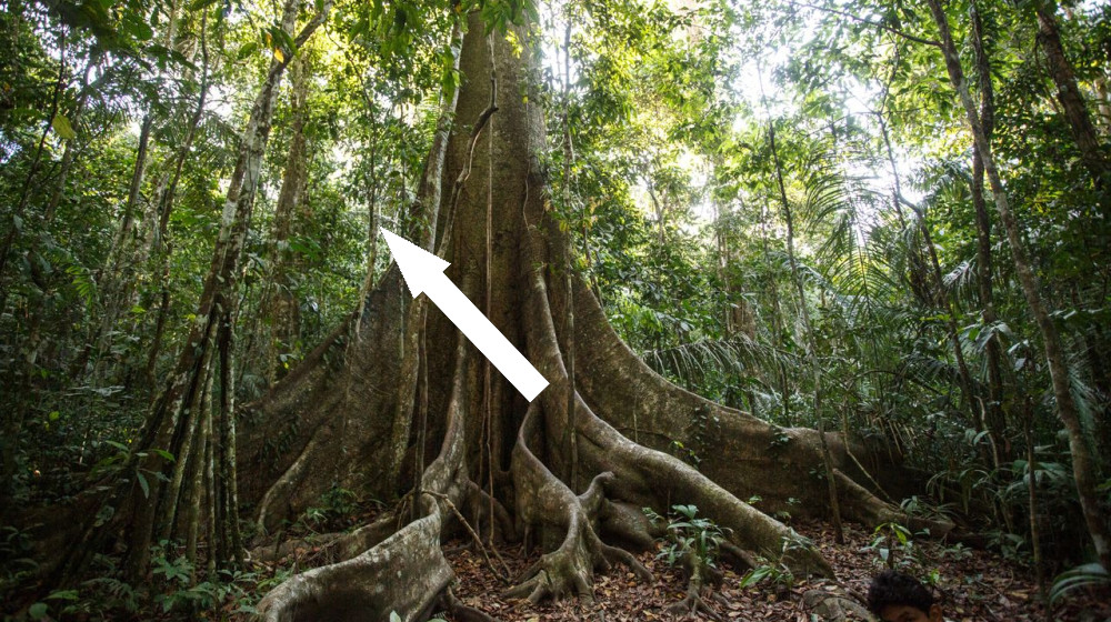  Amazon rainforest trees are resisting climate change by getting fatter from CO2 in the atmosphere 