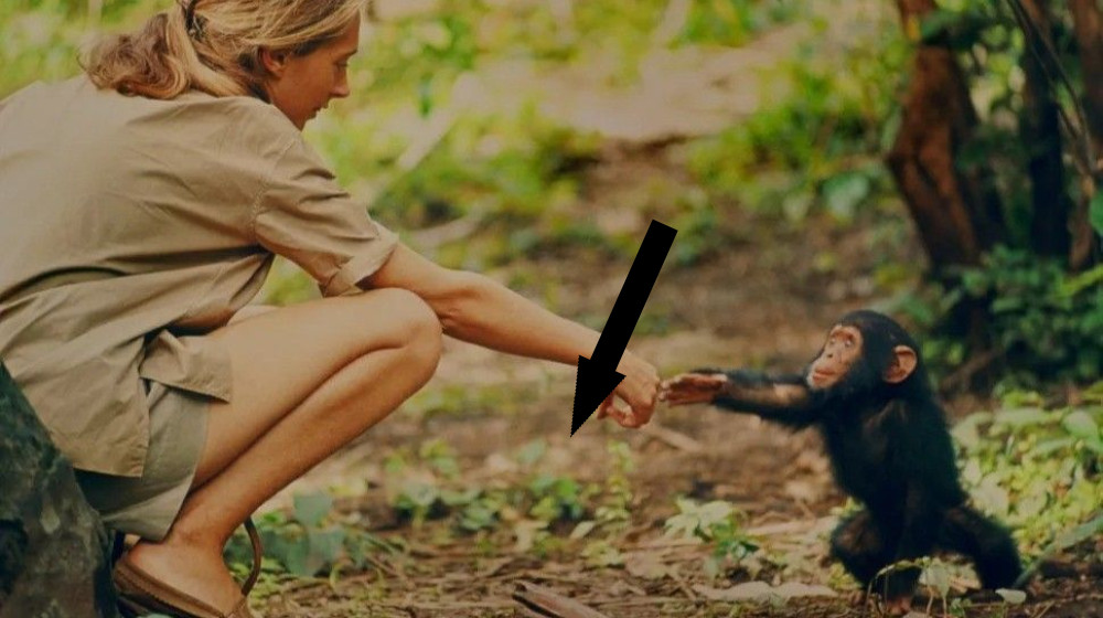 От орудий труда до войны — пять революционных открытий Джейн Гудолл о шимпанзе