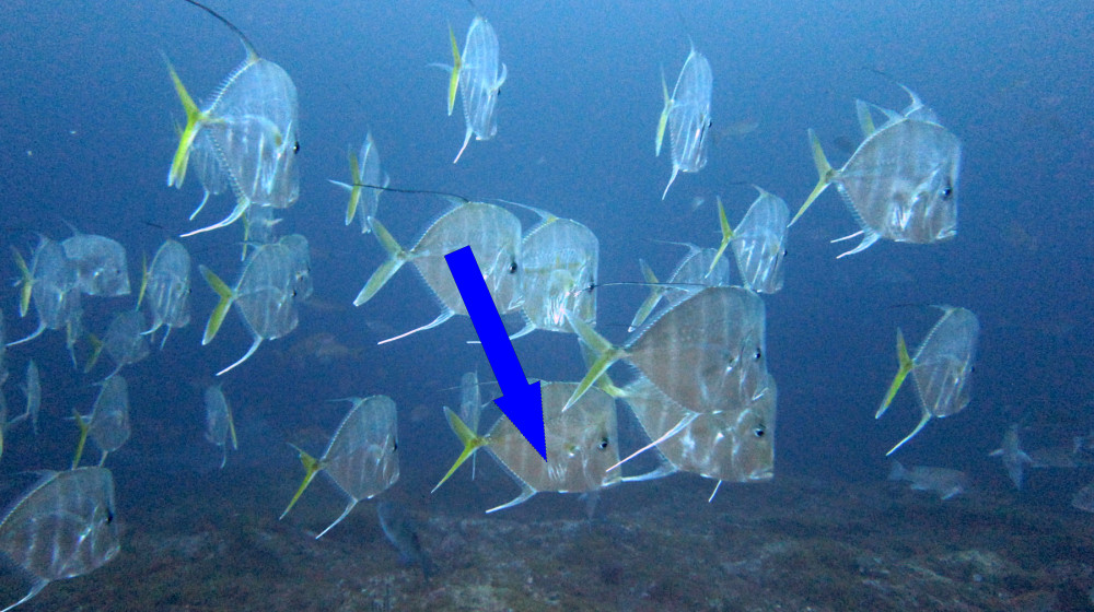  Never-before-seen adorable pink bumpy snailfish with funny little beard filmed in deep canyon off California coast 