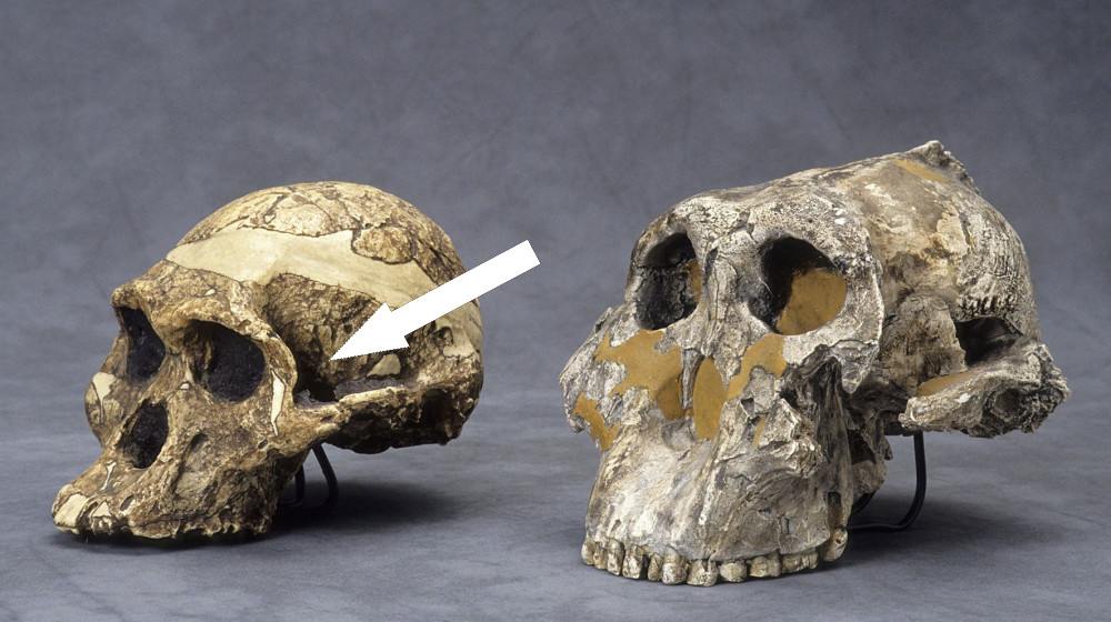  1.5 million-year-old stone tools from mystery human relative discovered in Indonesia — they reached the region before our species even existed 