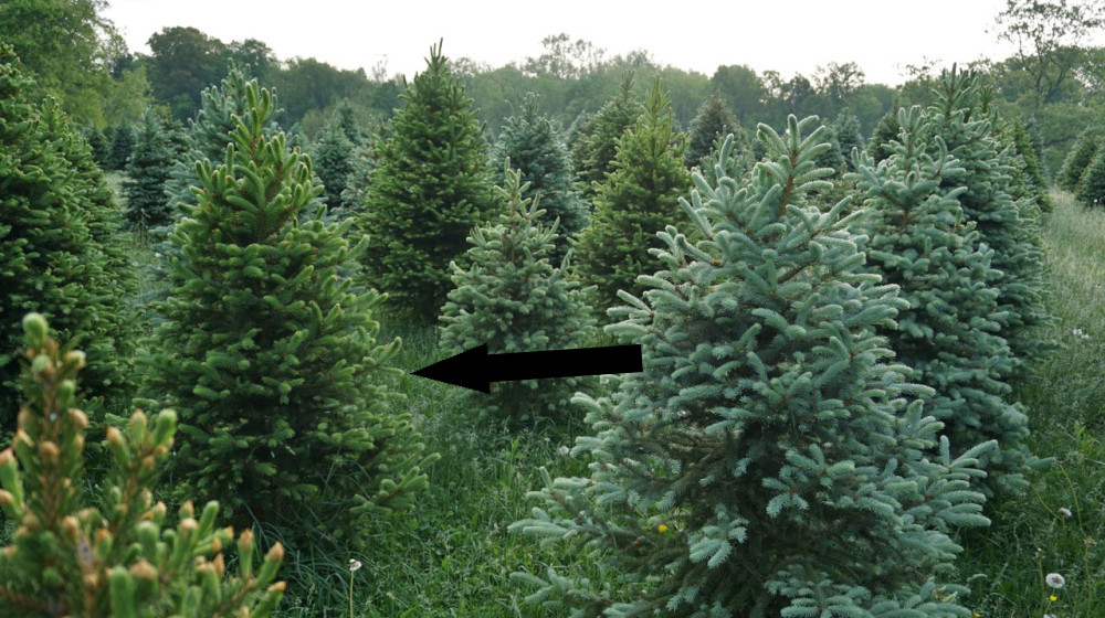 Учёные обнаружили золотые наночастицы внутри иголок ельных деревьев