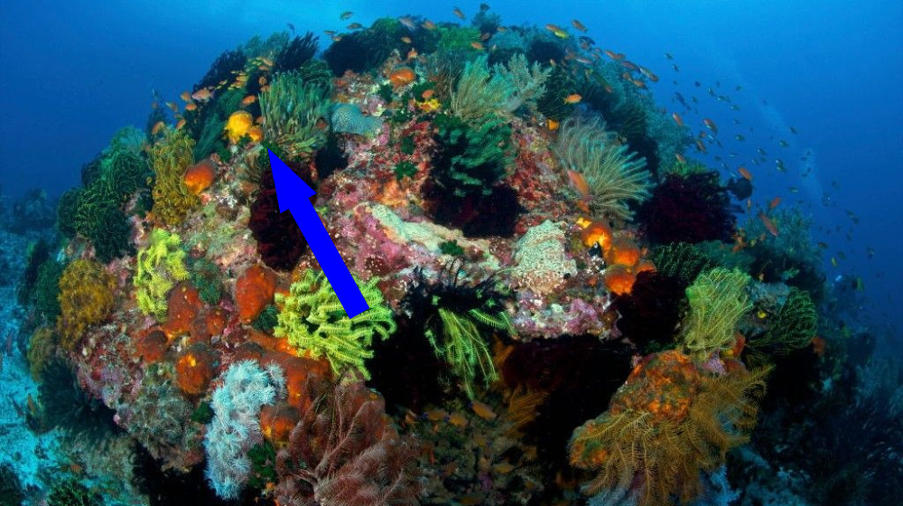 Подводный гигант, спрятанный от глаз человека, сохраняет удивительную стойкость к климатическим вызовам