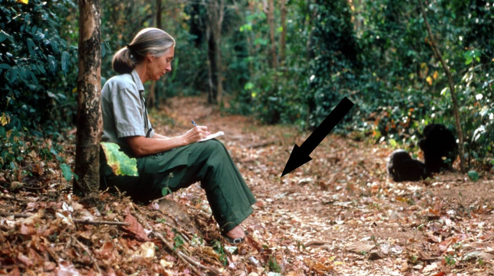  Jane Goodall revolutionized animal research, but her work had some unintended consequences. Here's what we've learned from them. 