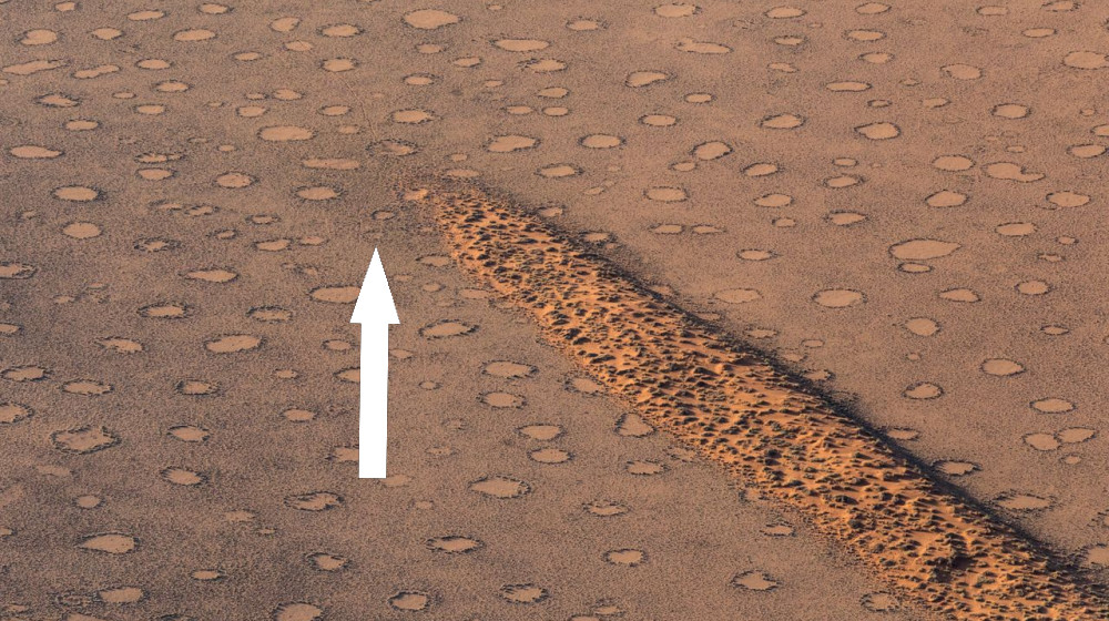 Тайна скрытого порядка растений раскрыта: как природа использует загадочный принцип униформности