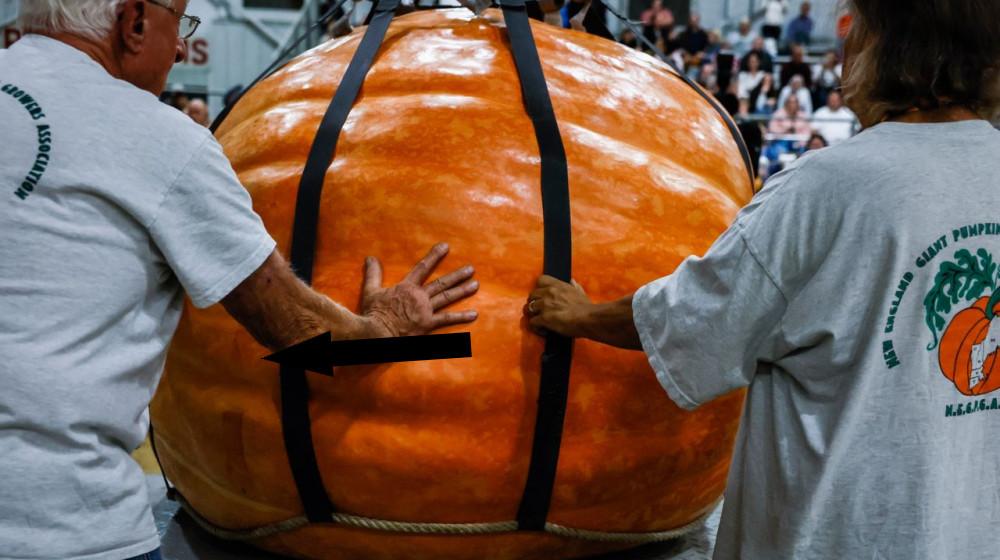  Why can pumpkins grow so large, but blueberries can't? 