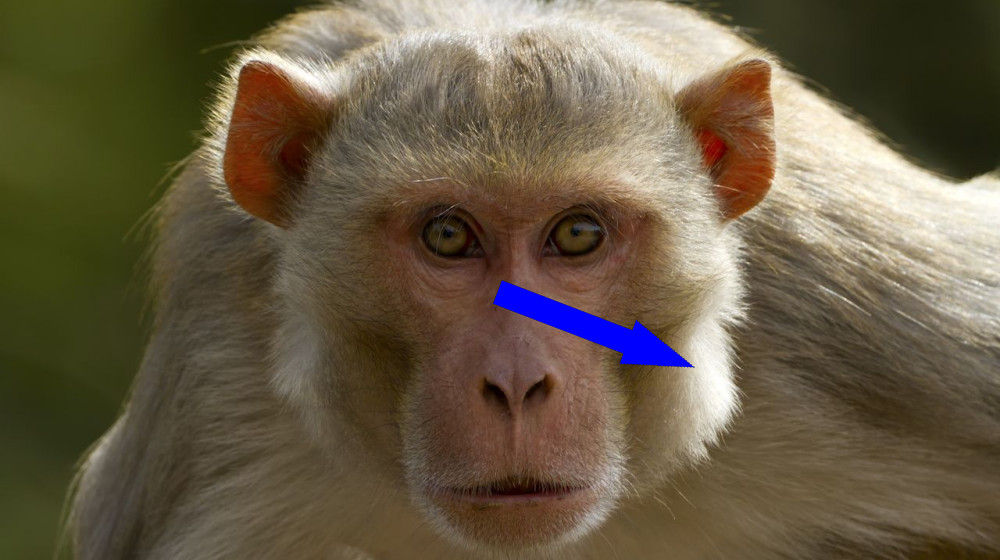  Lab monkeys on the loose in Mississippi don't have herpes, university says. But are they dangerous? 