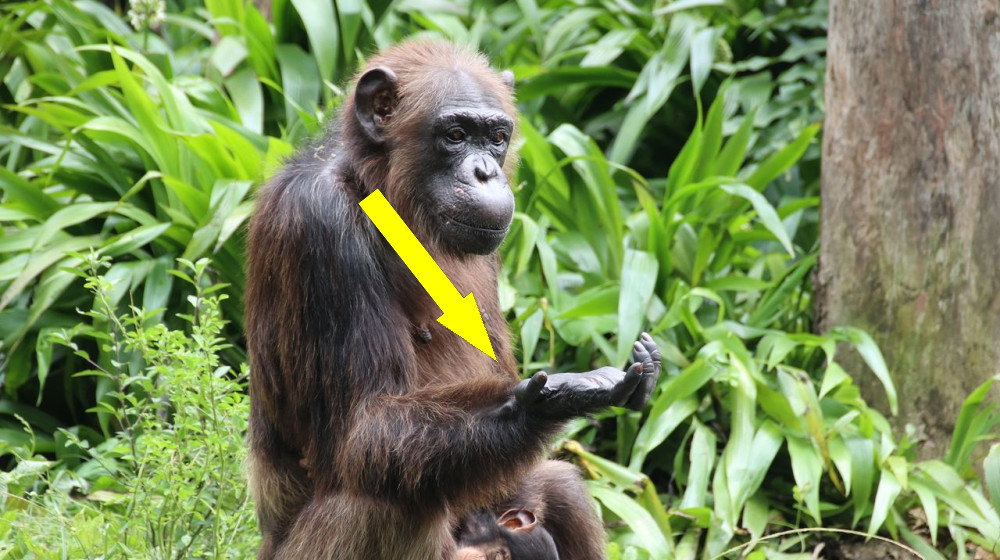  Chimps 'think about thinking' in order to weigh evidence and plan their actions, new research suggests 