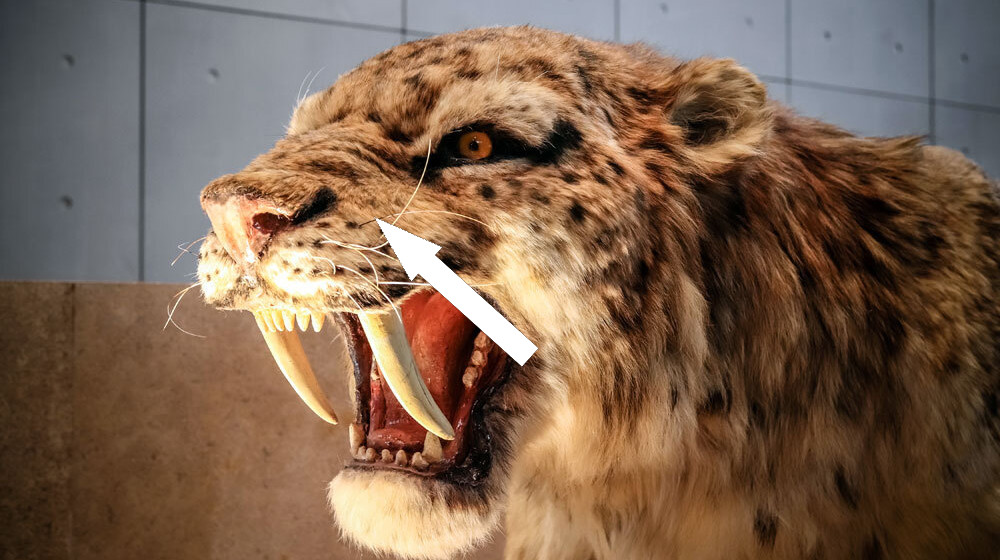 Почему эволюция постоянно создаёт саблезубых животных и почему их больше нет