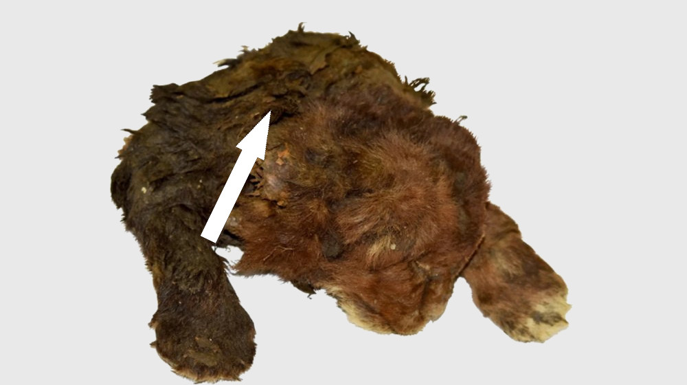 Невероятная находка Якутии раскрывает тайны саблезубого котенка, почти идеально сохранившегося в вечной мерзлоте