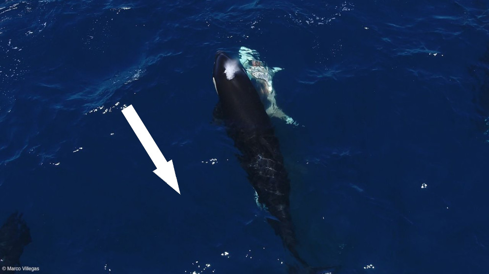  Orcas in the Gulf of California paralyze young great white sharks before ripping out their livers 