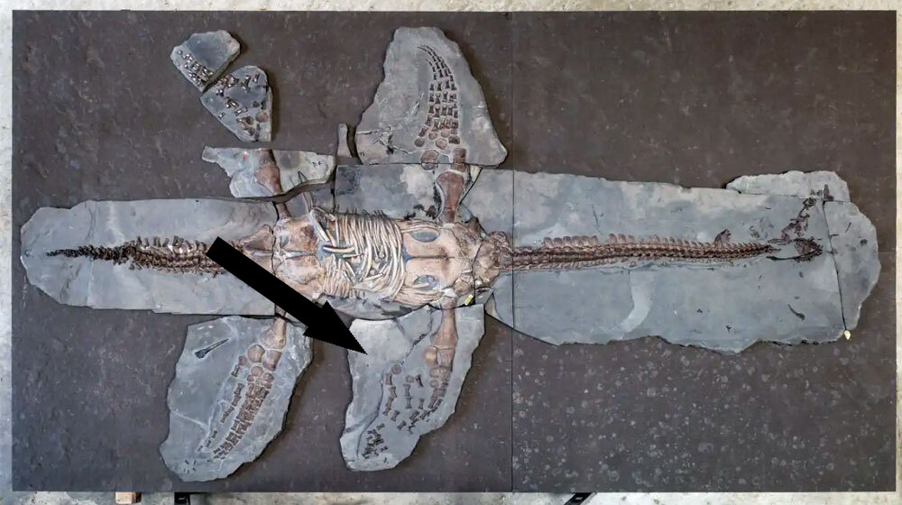 Удивительная окаменелость плезиозавра сохранила кожу и чешую