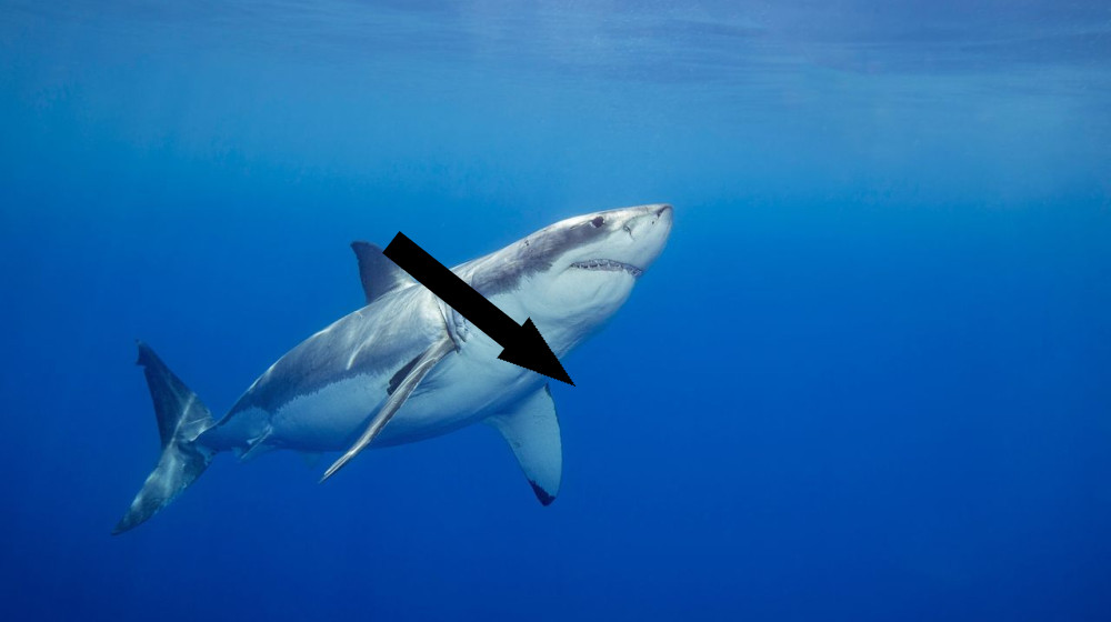  Which animals are tricked by optical illusions? 