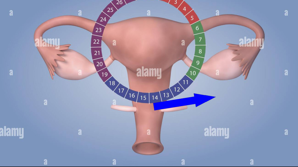 Разгадана тайна развития яйцеклеток у приматов