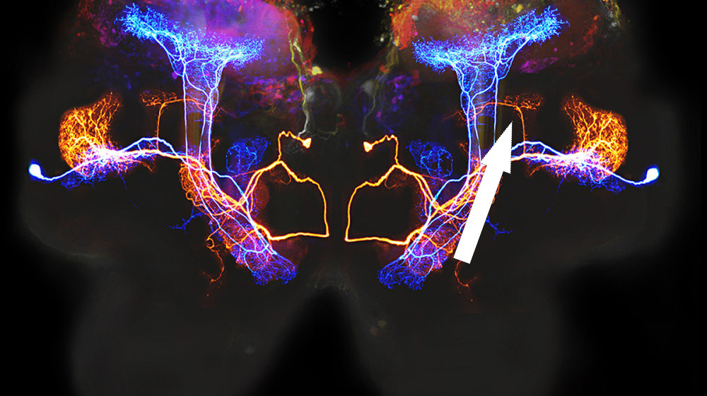 Мозг обманывает время чтобы всегда быть на шаг впереди