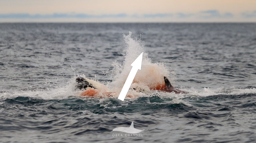  Incredible, first-of-their-kind images show an orca being born in Norway — and the rest of its pod forming a protective circle 