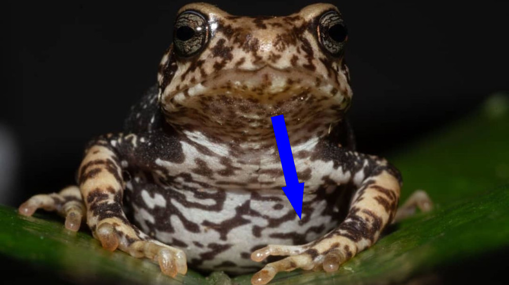  Newly discovered toads skip the tadpole stage and give birth to live 'toadlets'  