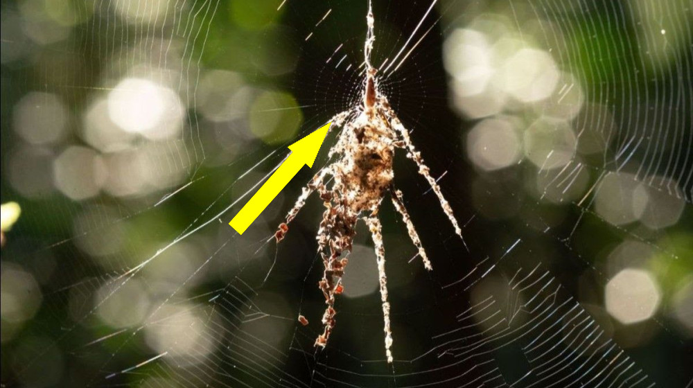  Tiny spiders that build giant 'puppet' decoys from disembodied prey discovered in Peru and Philippines 