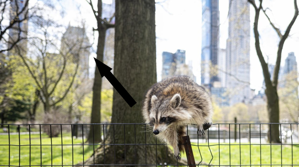  Human trash is 'kick-starting' the domestication of city-dwelling raccoons, study suggests  