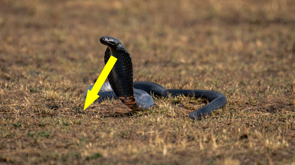 Новый противоядие против 17 опасных африканских змей обещает революцию в медицине