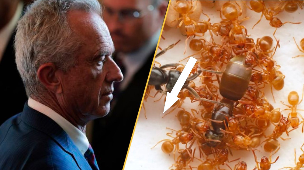 Наука на грани кризиса недели: CDC в хаосе, космические открытия и угроза насекомых апокалипсиса