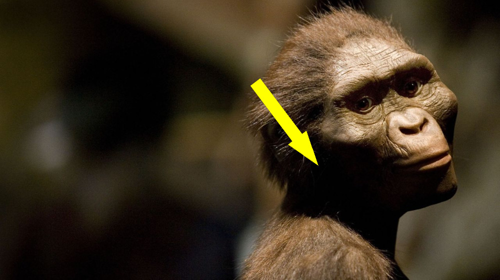  Science history: Iconic 'Lucy' fossil discovered, transforming our understanding of human evolution — Nov. 24, 1974 