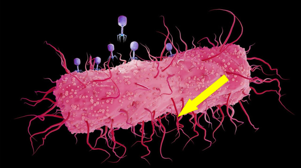  Science history: Experiment shows mutations arise spontaneously, supporting pillar of Darwinian evolution — Nov. 20, 1943 