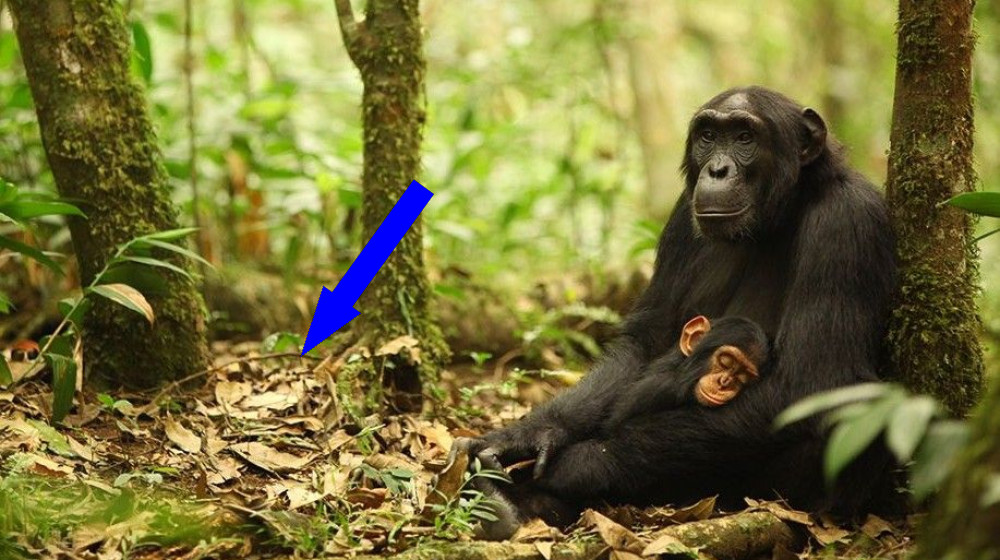 Десятилетняя война шимпанзе закончилась массовым рождением малышей