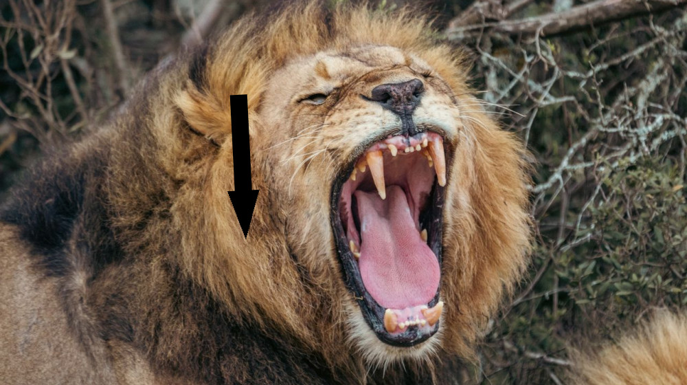  Scientists discover new type of lion roar 