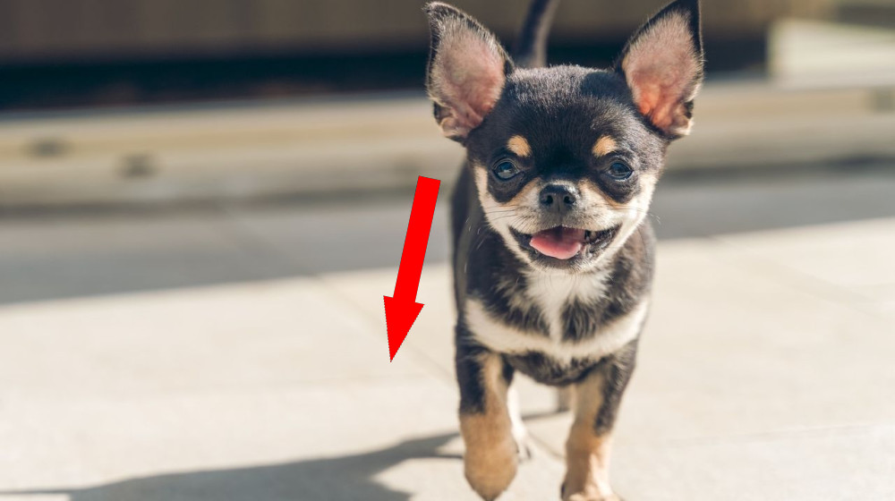  Most modern dogs have wolf DNA from relatively recent interbreeding. Here's which breeds are the most and least 'wolfish.' 