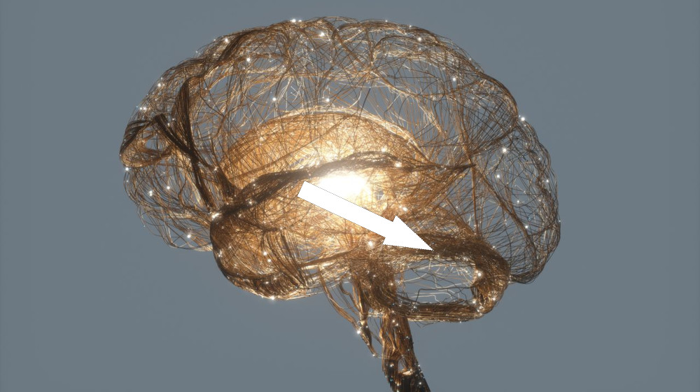 Почему эволюция почти неизбежно привела к человеческому интеллекту ученый раскрывает тайны