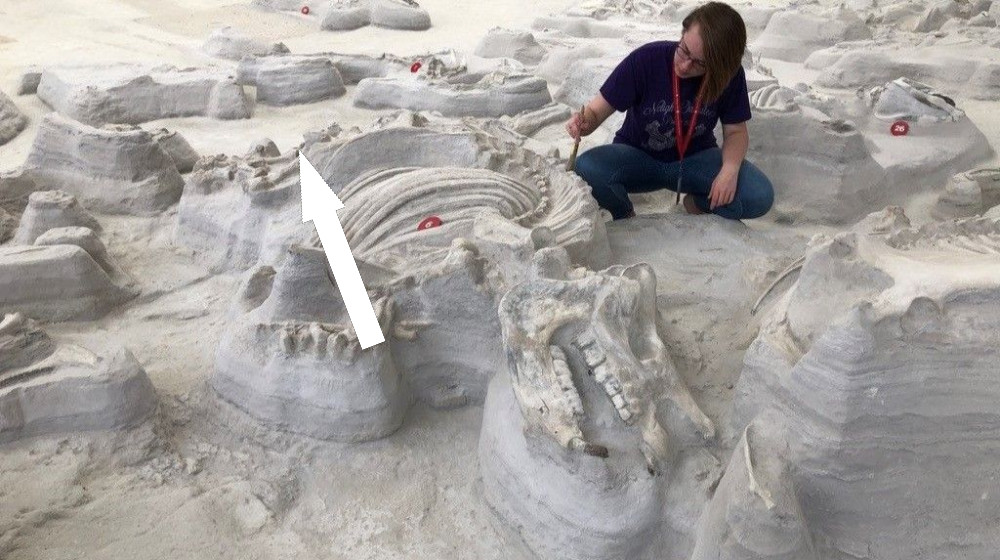  Large, bone-crushing dogs stalked 'Rhino Pompeii' after Yellowstone eruption 12 million years ago, ancient footprints reveal 