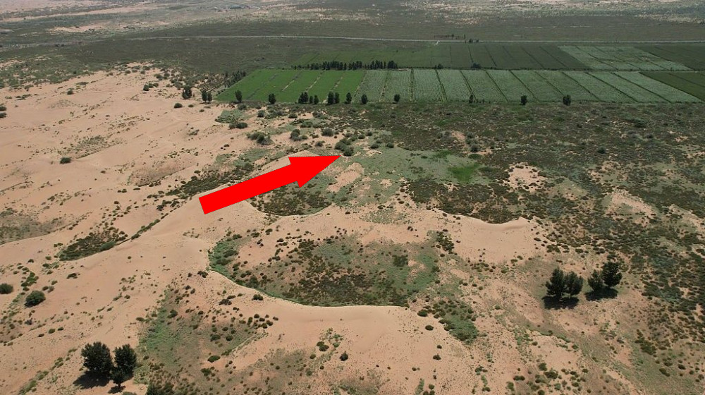 Китайская Великая Зелёная Стена: гигантский искусственный лес против пустынь