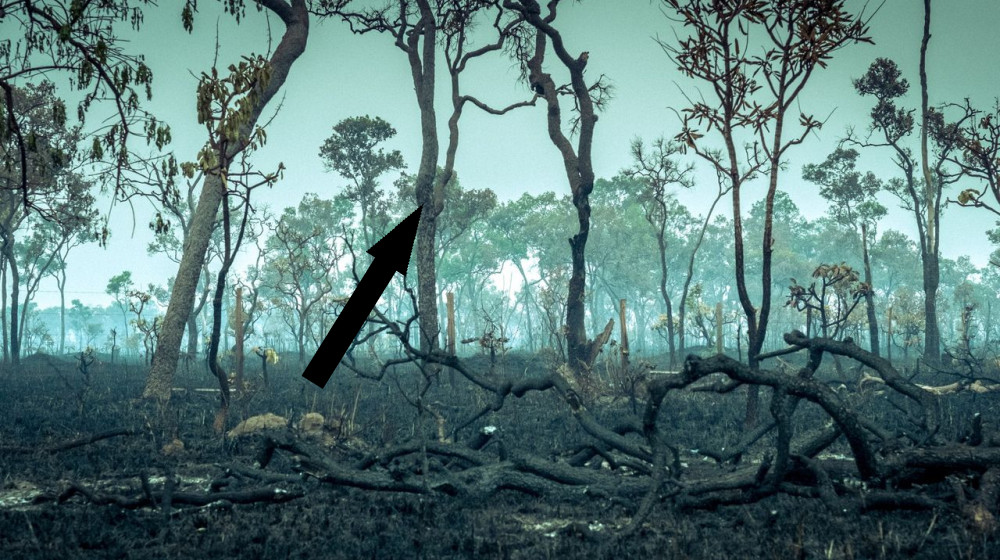  Amazon rainforest is transitioning to a 'hypertropical' climate — and trees won't survive that for long 