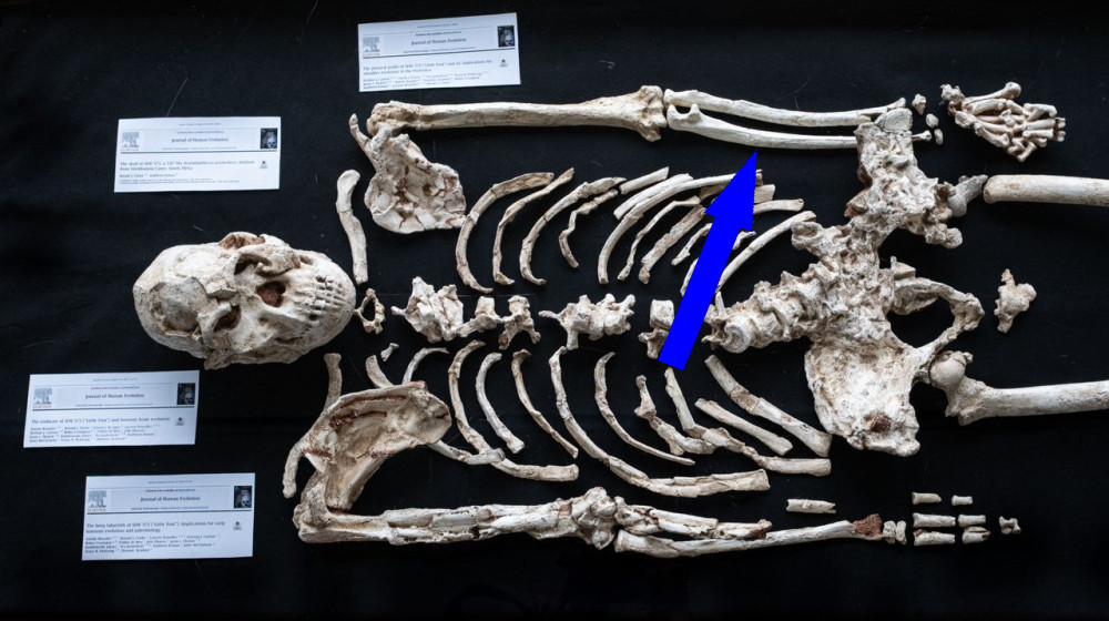  Today's biggest science news: 'Little Foot' potential unknown human ancestor | Geminids peak | Comet 3I/ATLAS closest approach 
