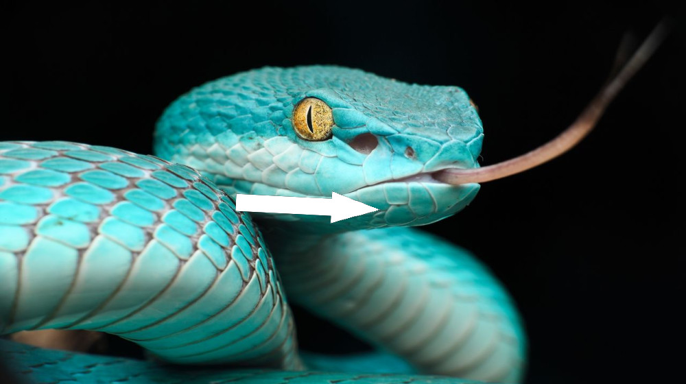  Snakes' mind-bending 'heat vision' inspires scientists to build a 4K imaging system that could one day fit into your smartphone 