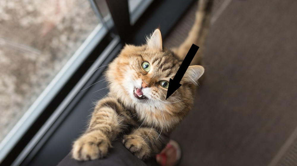 Почему коты мяукают больше мужчинам и что это значит для наших отношений