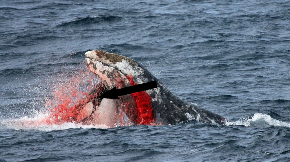  Orcas are adopting terrifying new behaviors. Are they getting smarter? 