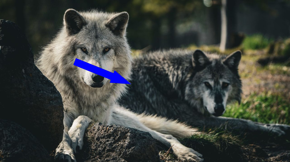  Did reintroducing Wolves to Yellowstone really cause an ecological cascade? 