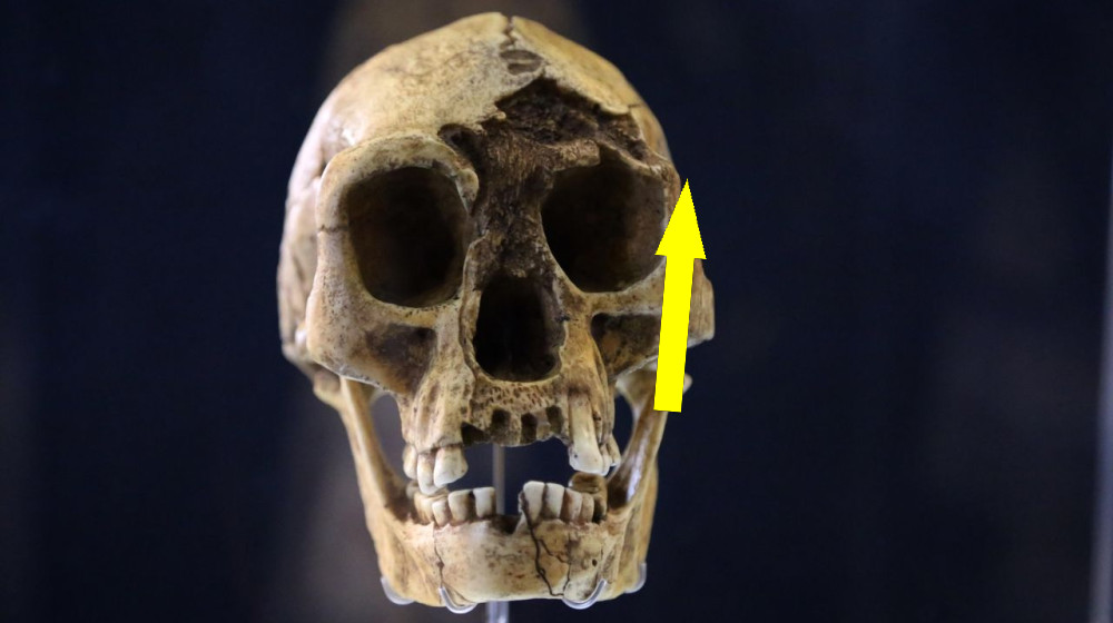  10 things we learned about our human ancestors in 2025 