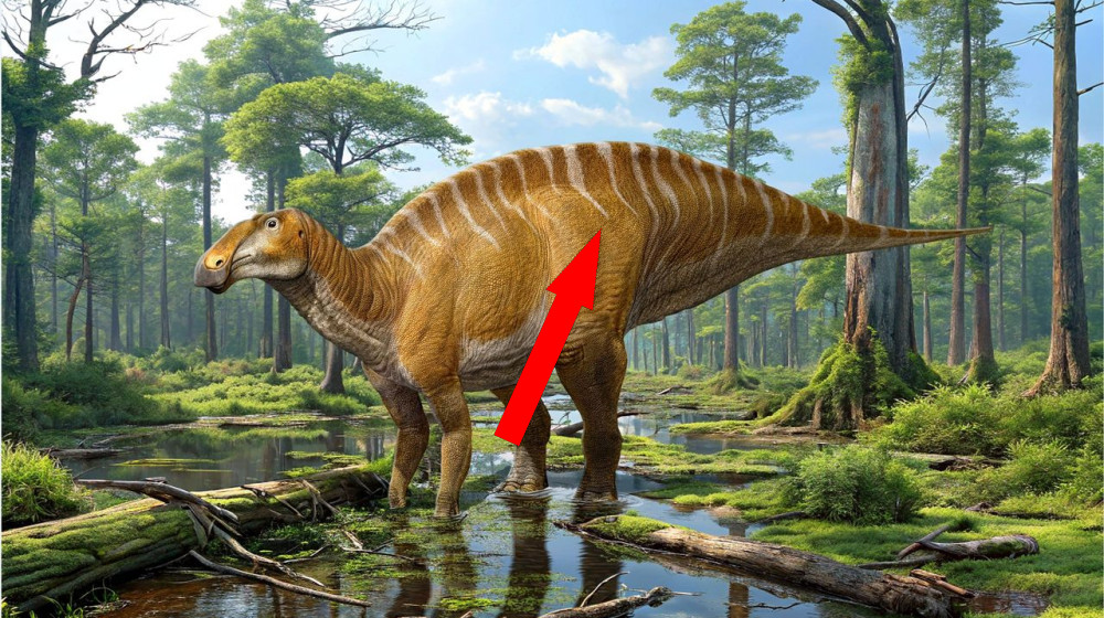  Giant 'cow of the Cretaceous' discovered almost 100 years ago identified as new duck-billed dinosaur 